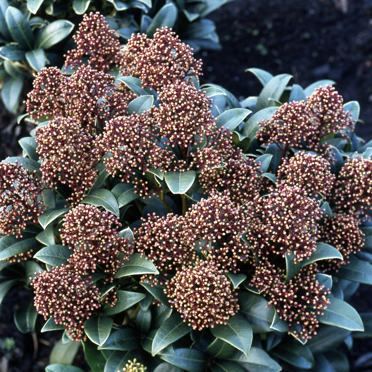 Japanische Skimmie - Skimmia japonica - Bakker