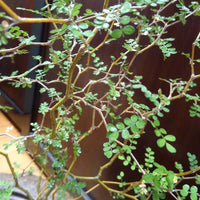 Zwerg-Sophora ‘Little Baby’ - Bakker