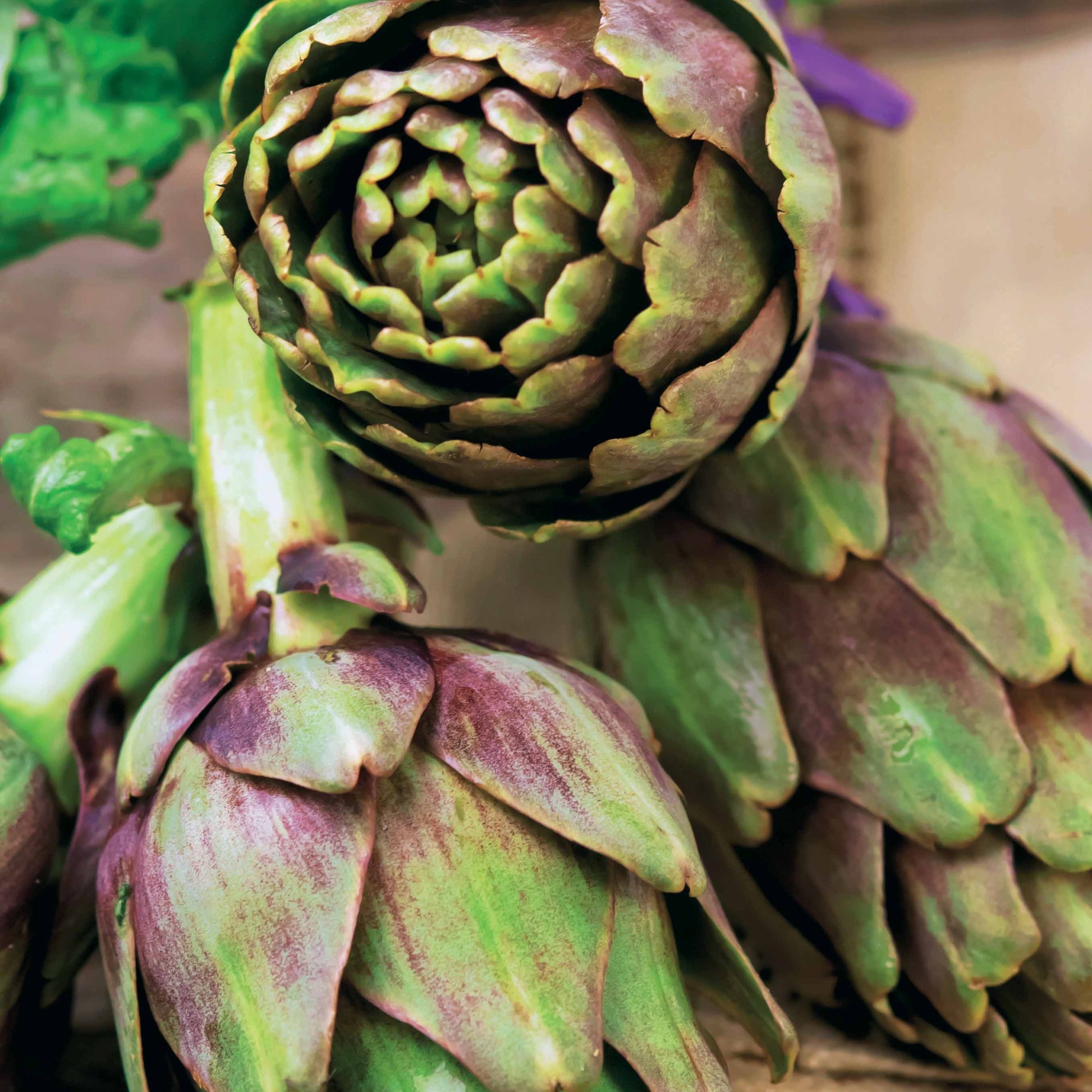 Cynara cardunculus scolymus Violet de Provence - Artischocke ‘Violet de Provence’ - Artischocke