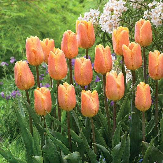 Triumph-Tulpen ‘Belleville’ (x10) - Bakker