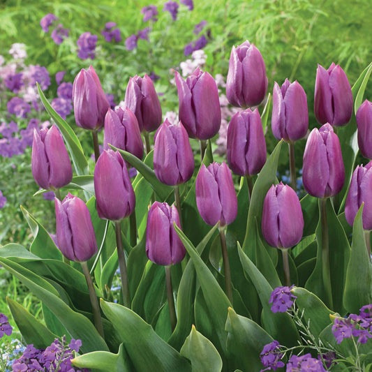 Triumph Tulpe 'Blue Beauty' (x10) - Bakker