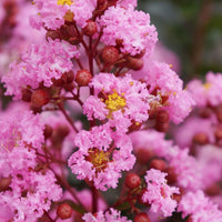 Indianer Flieder Eveline - Lagerstroemia indica Eveline - Bakker