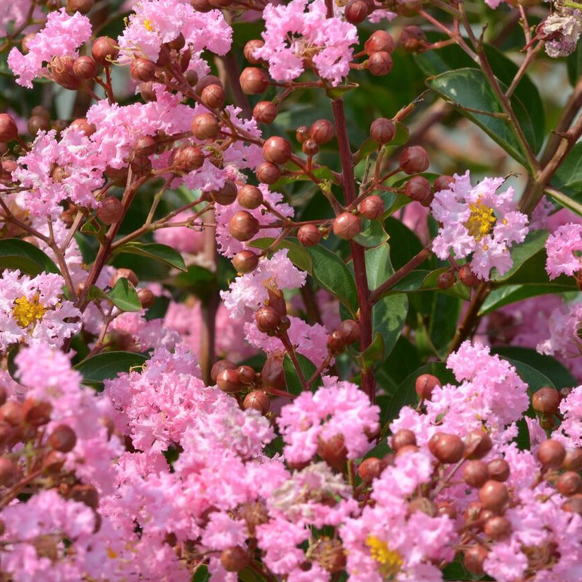 Lagerstroemia indica Eveline - Indianer Flieder Eveline - Indischer Flieder