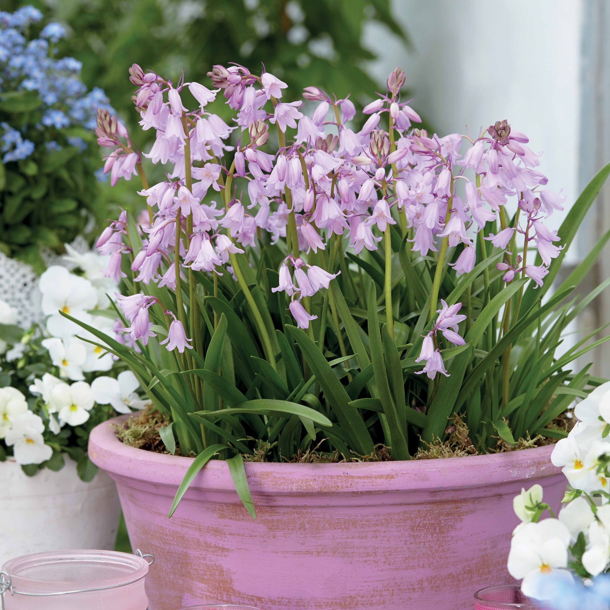 Hasenglöckchen (Scilla) (x10) - Bakker