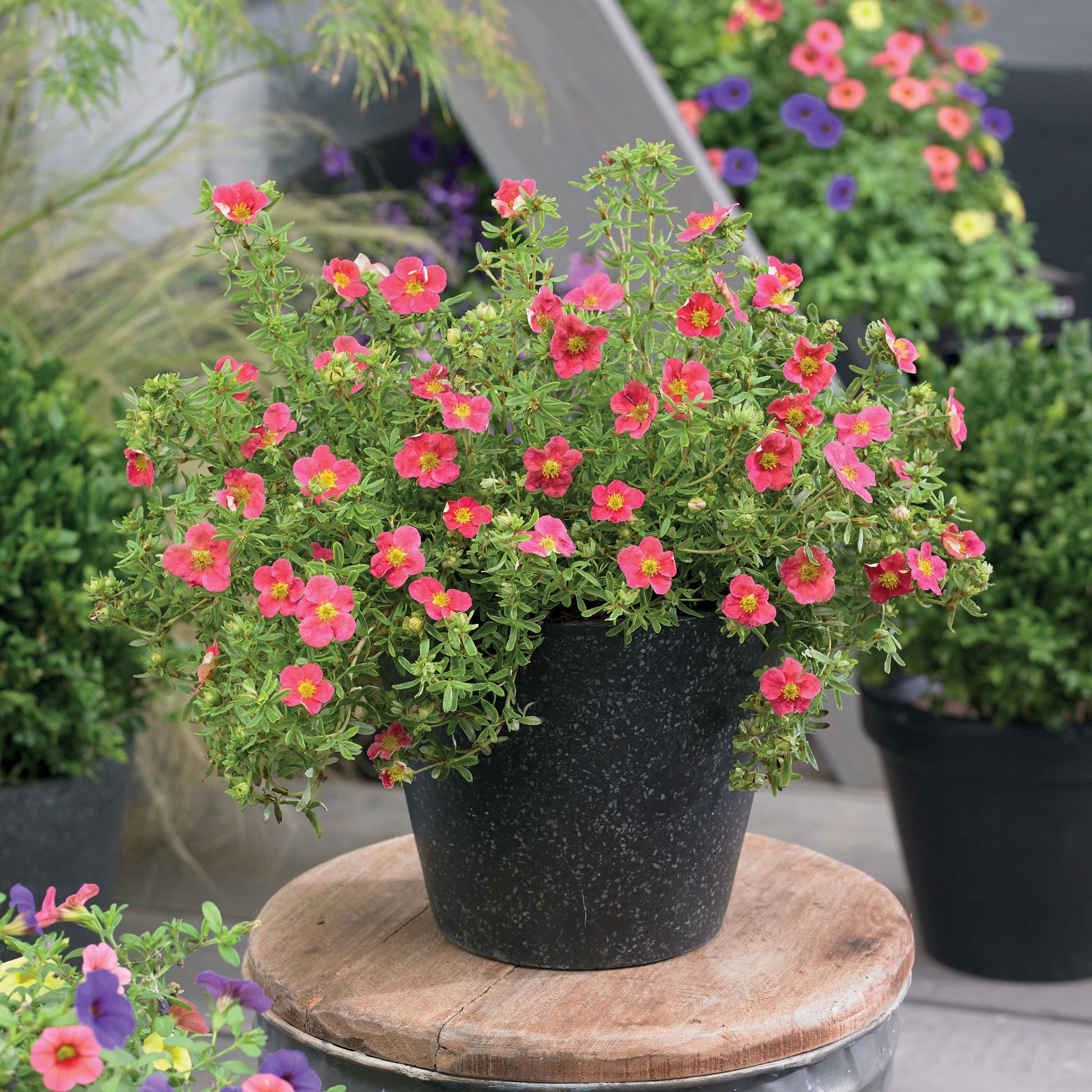 Potentilla fruticosa danny boy - Fingerstrauch Danny Boy - Blühende Sträucher