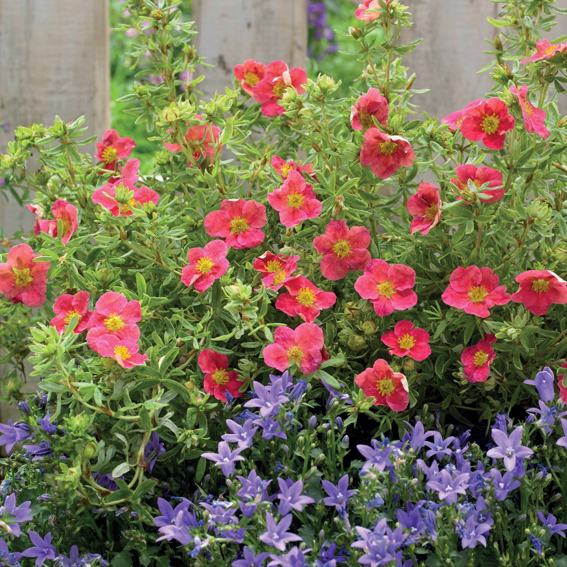 Fingerstrauch Danny Boy - Potentilla fruticosa danny boy - Bakker