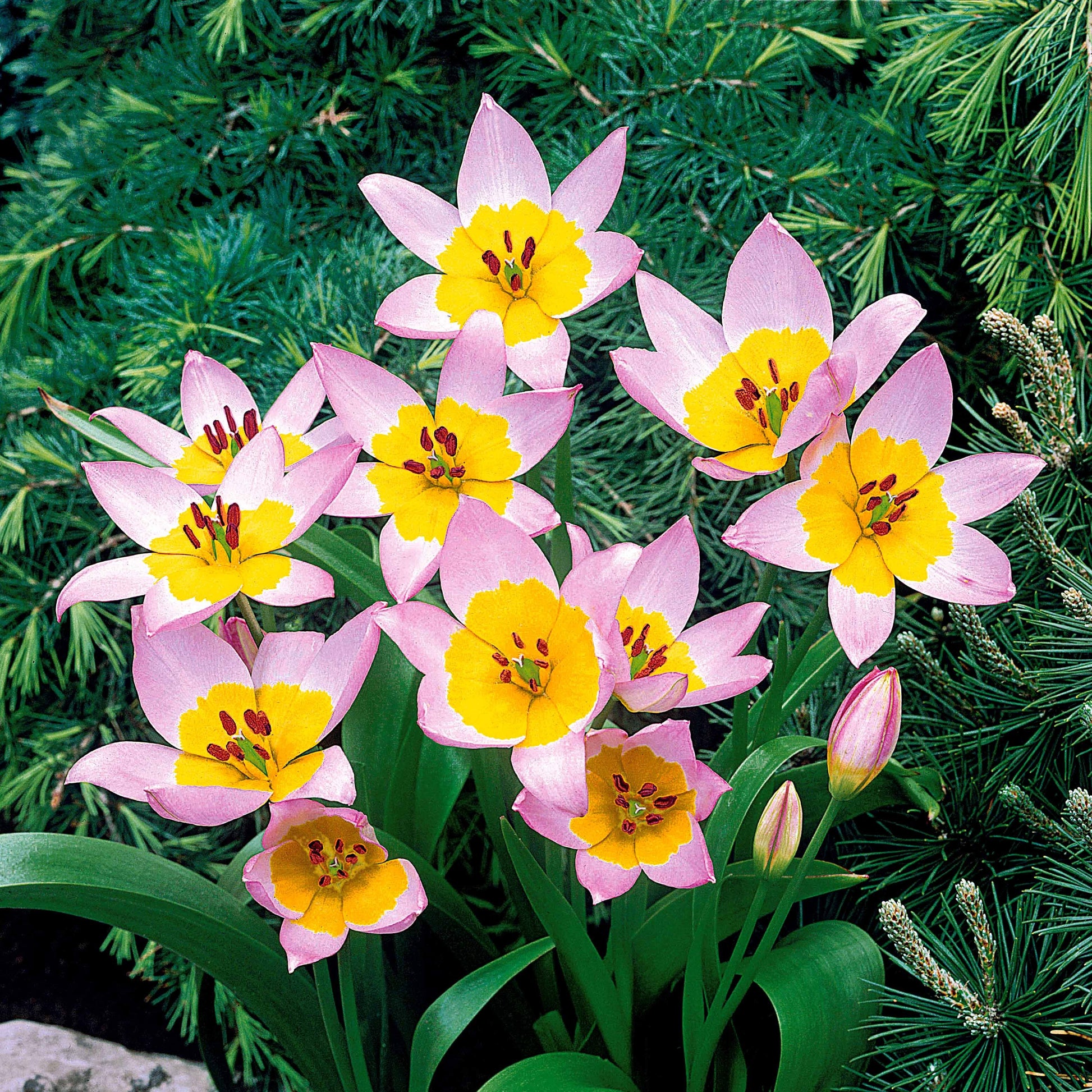 Verkauf Wildtulpen bakeri Lilac Wonder (x10) - Tulipa Lilac Wonder