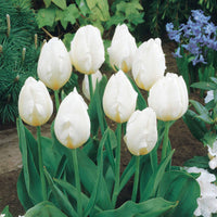 Langstielige Tulpe weiß (x5) - Tulipa - Bakker