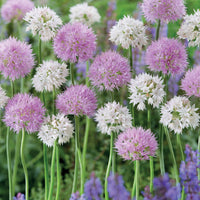 Allium Rosy Dream (x10) - Bakker