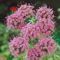 Stauden - Scheinwaldmeister - Phuopsis stylosa