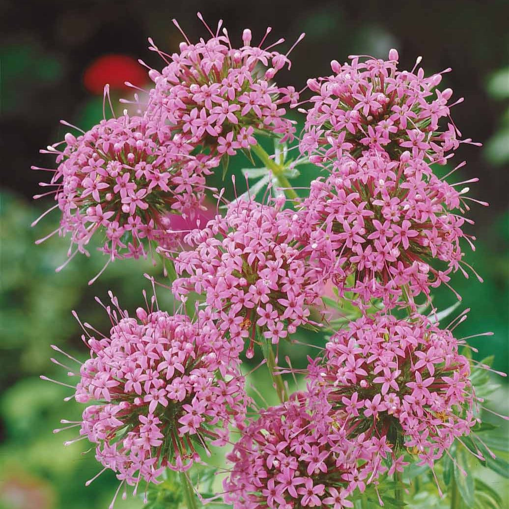 Stauden - Scheinwaldmeister - Phuopsis stylosa