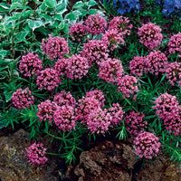 Verkauf Scheinwaldmeister - Phuopsis stylosa
