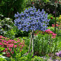 Säckelblume Blue Mound - Ceanothus blue mound - Bakker