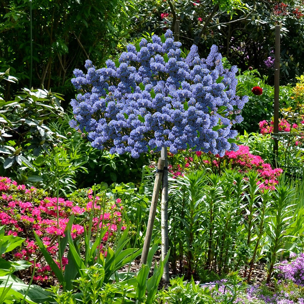 Säckelblume Blue Mound - Ceanothus blue mound - Bakker