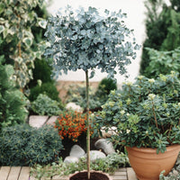 Eukalyptus Stämmchen - Eucalyptus baby blue - Bakker