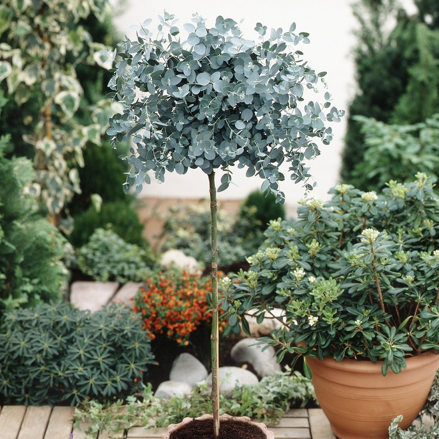 Eukalyptus Stämmchen - Eucalyptus baby blue - Bakker
