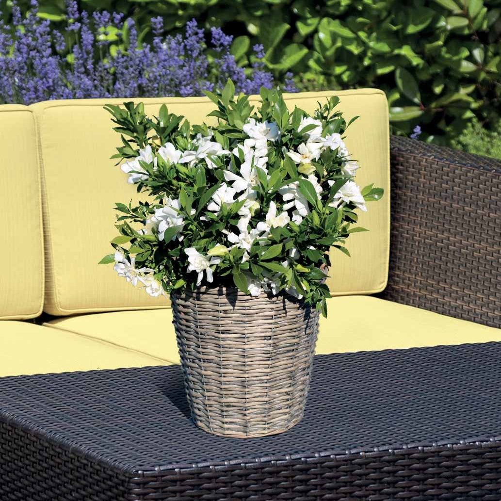 Gardenie Celestial Star - Gardenia celestial star® 'ps-2013-4' - Bakker
