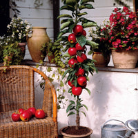 Zwergapfel ‘Red Spur Delicious’ - Malus domestica Red Spur Delicious - Bakker
