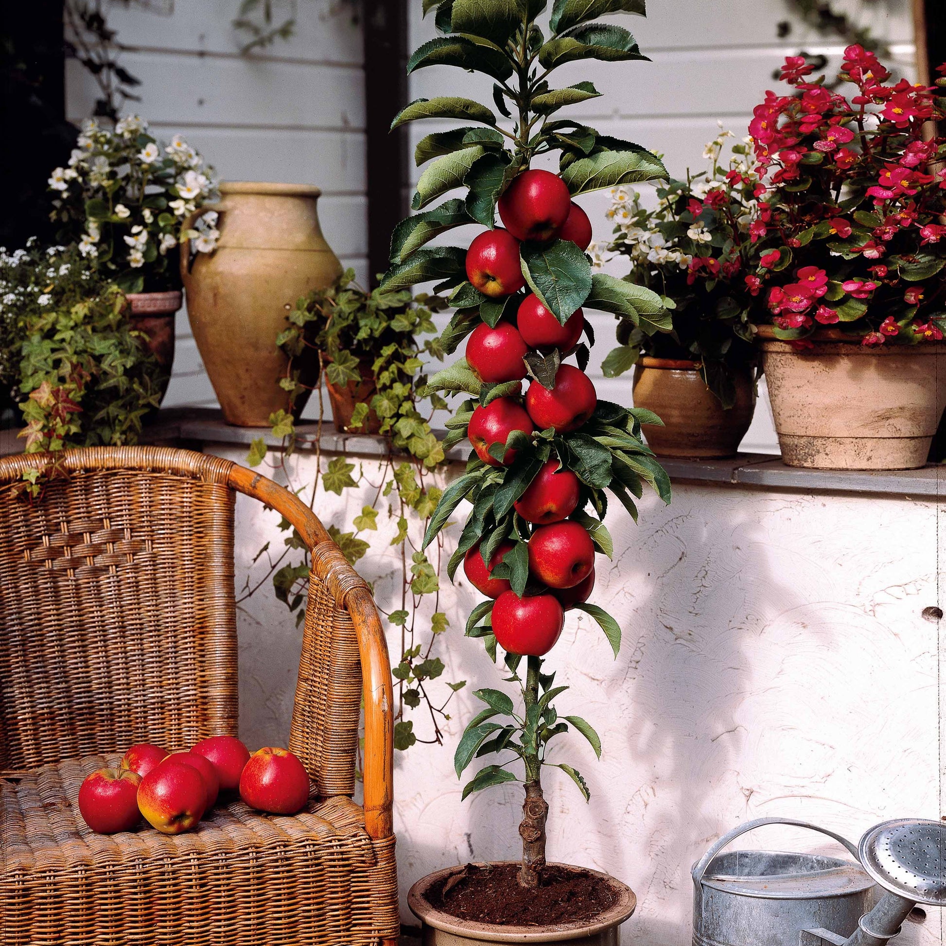 Zwergapfel ‘Red Spur Delicious’ - Malus domestica Red Spur Delicious - Bakker