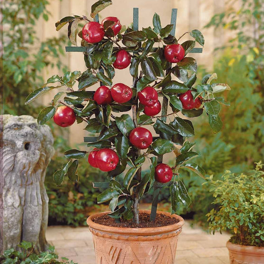 Zwergapfel ‘Red Spur Delicious’ - Bakker