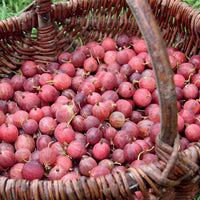 Stachelbeere - Ribes uva-crispa - Bakker