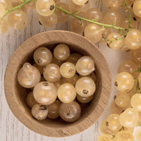 Weiße Johannisbeere White Pearl - Ribes rubrum white pearl - Bakker