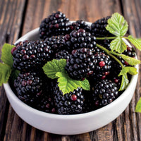 Dornenlose Brombeere "Thornless Evergreen" - Bakker