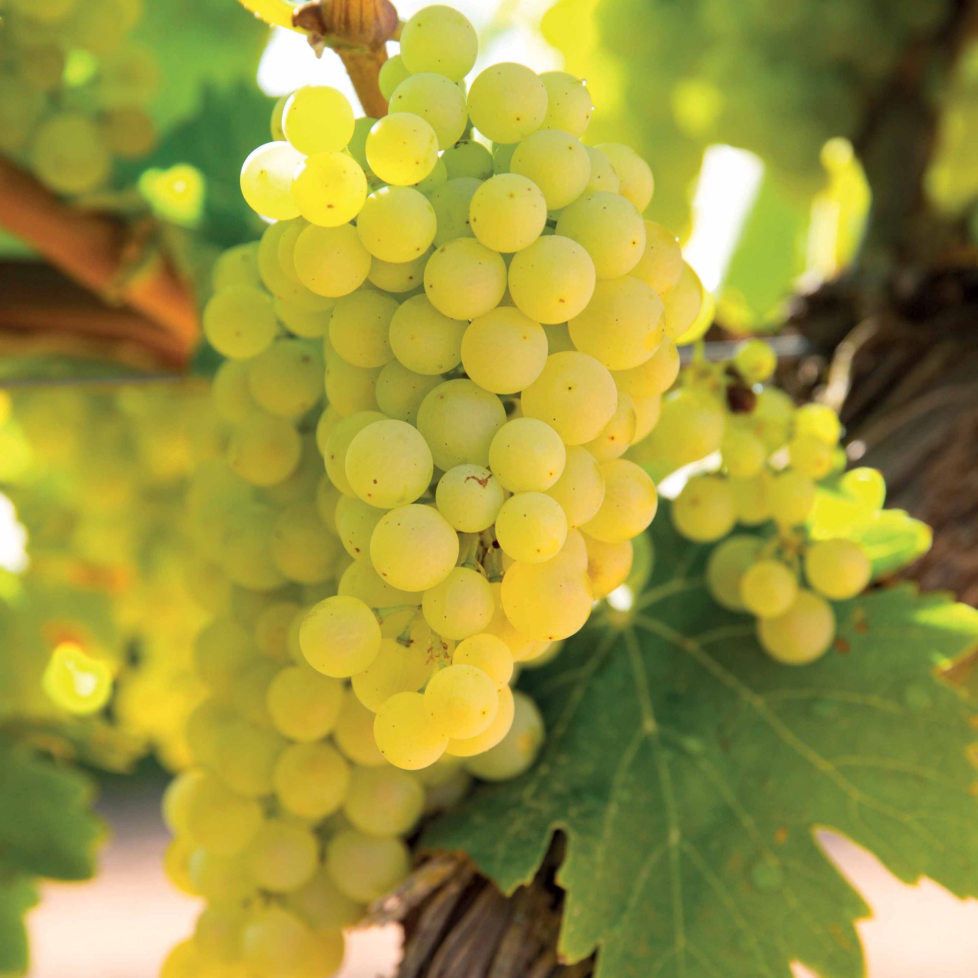 Weinrebe ‘Vroege van der Laan’ - Bakker