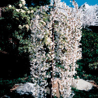 Verkauf Japanische Blütenkirsche Snow Fountains - Prunus Snow Fountains