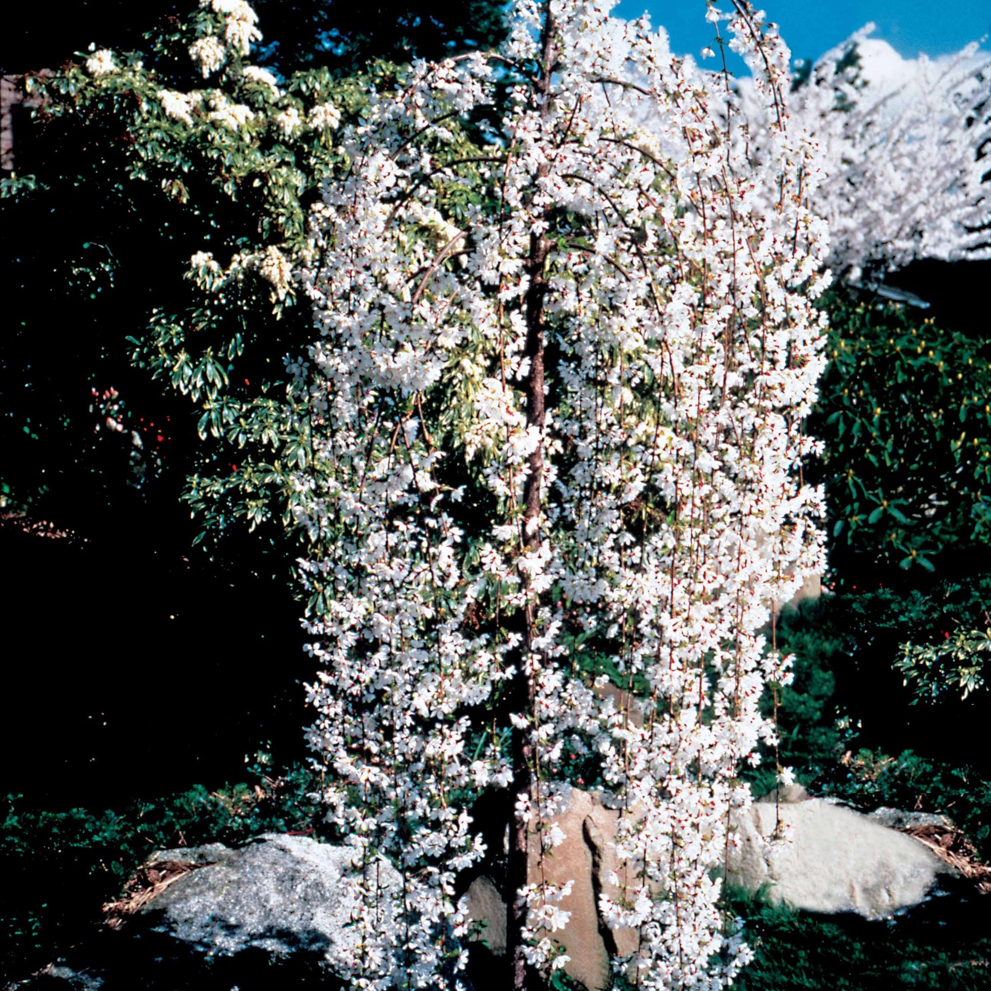 Verkauf Japanische Blütenkirsche Snow Fountains - Prunus Snow Fountains