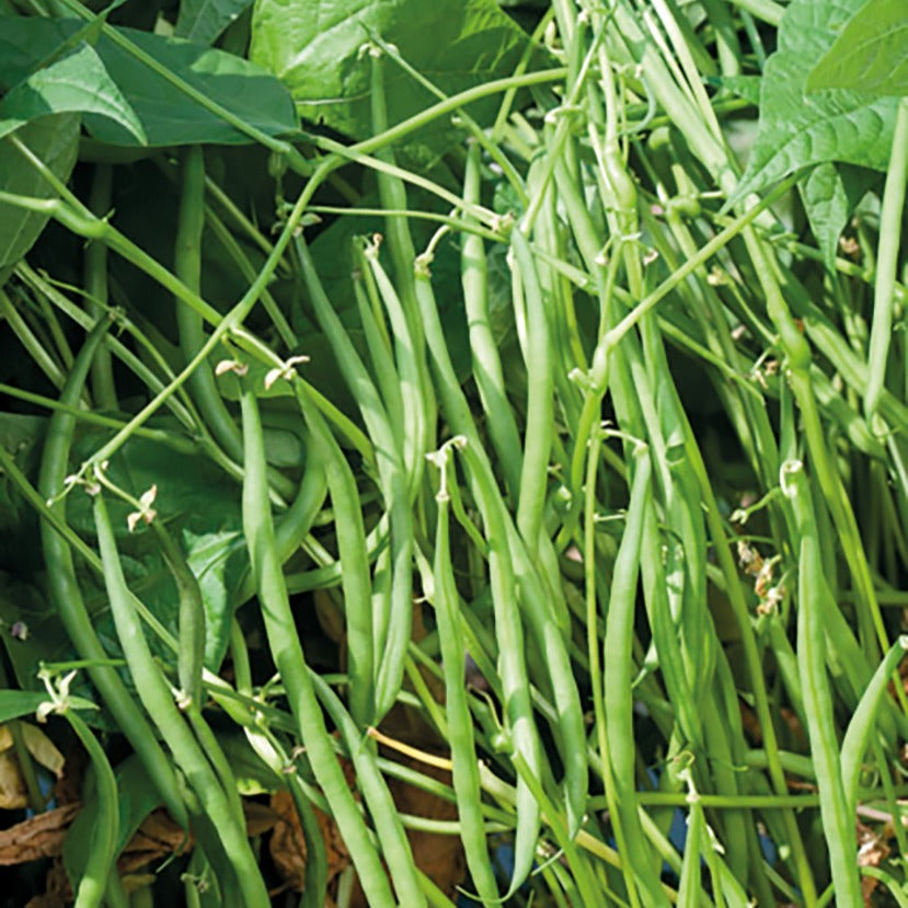 Buschbohne Karussell - Bakker