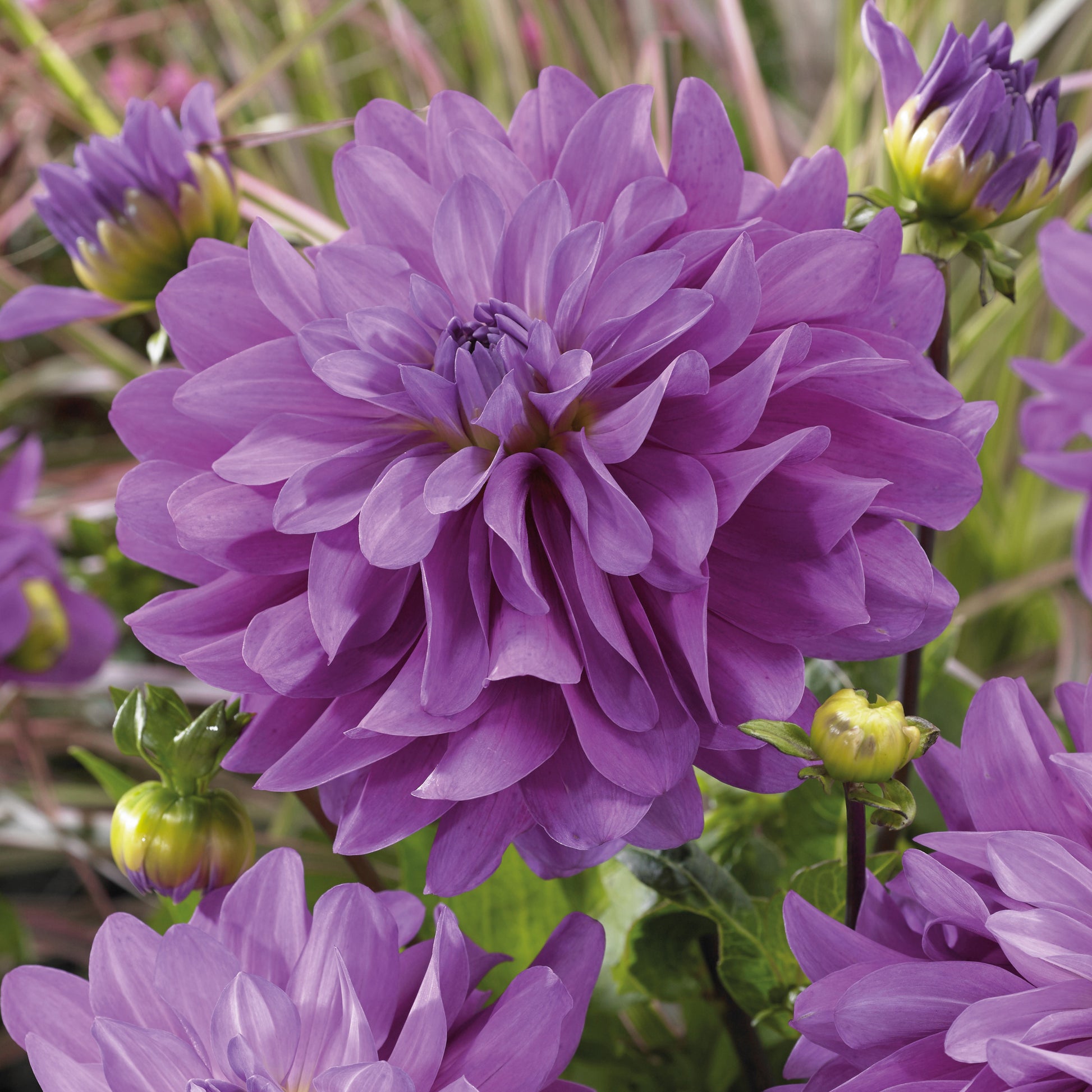 Dahlien Bluetiful (x3) - Bakker