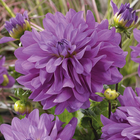 Dahlien Bluetiful (x3) - Bakker