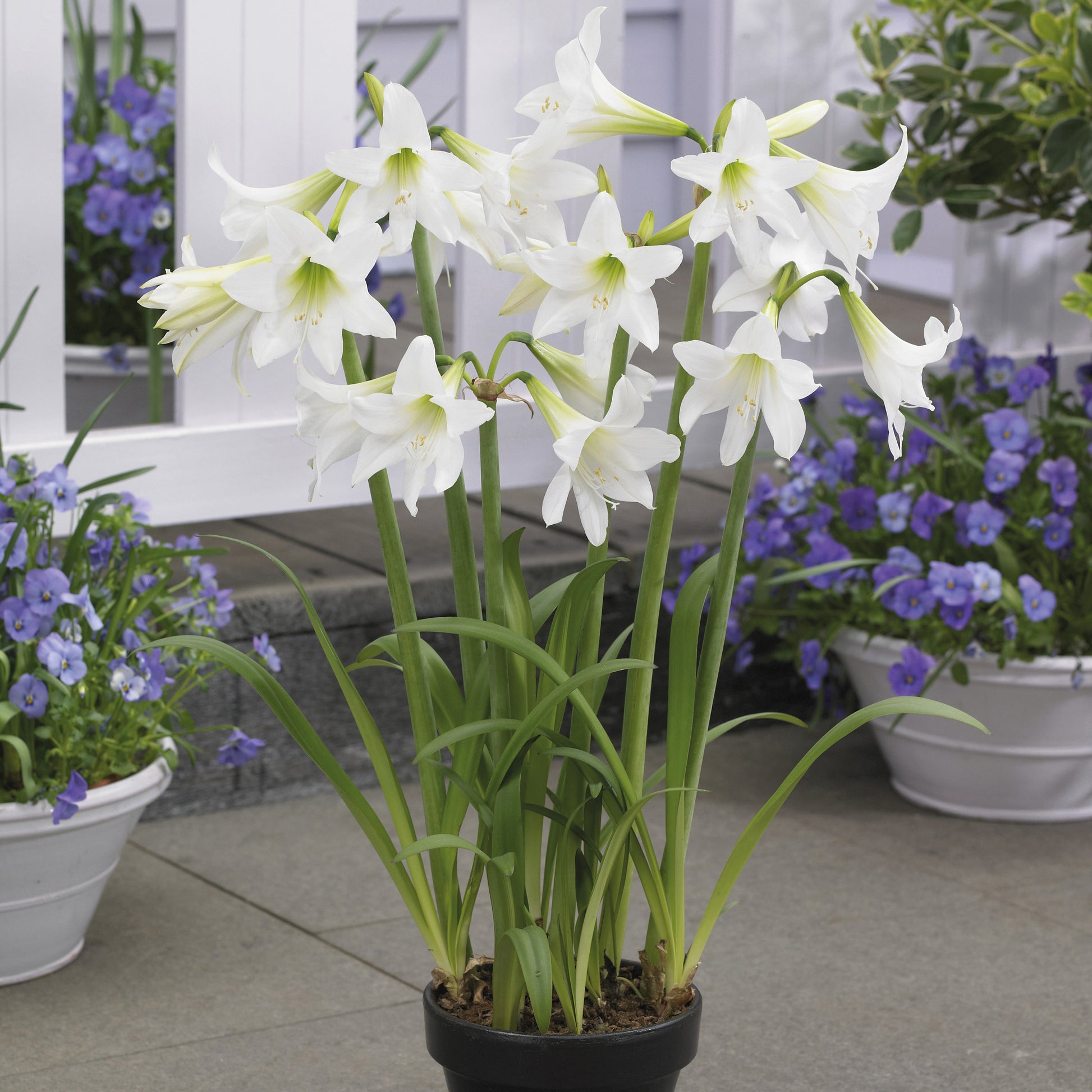 Garten-Amaryllis ‘Sonatini White’ (x3) - Bakker