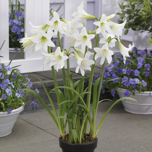 Garten-Amaryllis ‘Sonatini White’ (x3) - Bakker