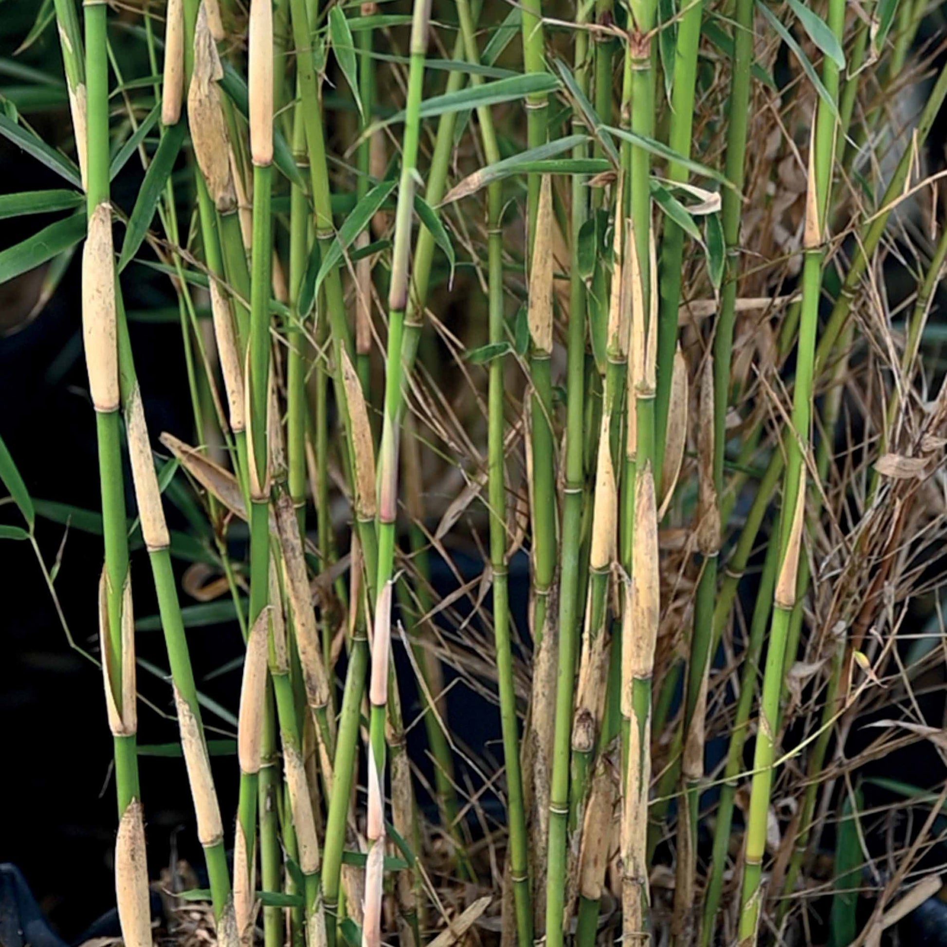 Nicht-invasive Bambusse - Nicht-ausläuferbildender Bambus ‘Campbell’ - Fargesia robusta Campbell