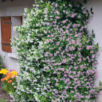 Sternjasmin rosa und weiß (x2) - Trachelospermum jasminoides - Bakker