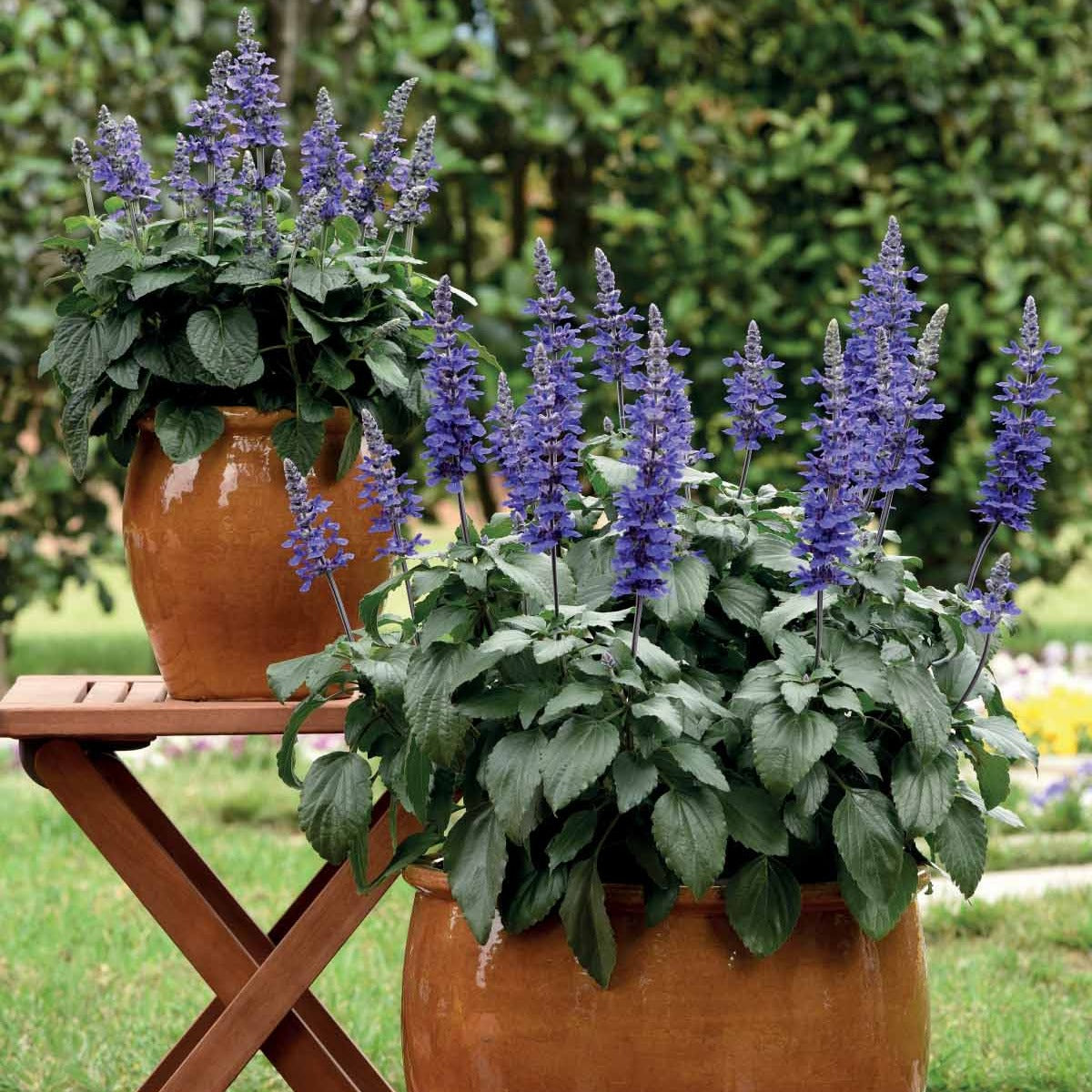 Salbei ‘Mysty’ (x3) - Salvia mysty - Bakker