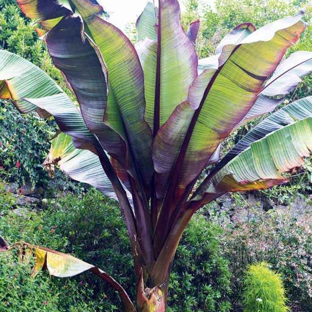 Rote Zierbanane - Ensete ventricosum Maurelii - Bakker