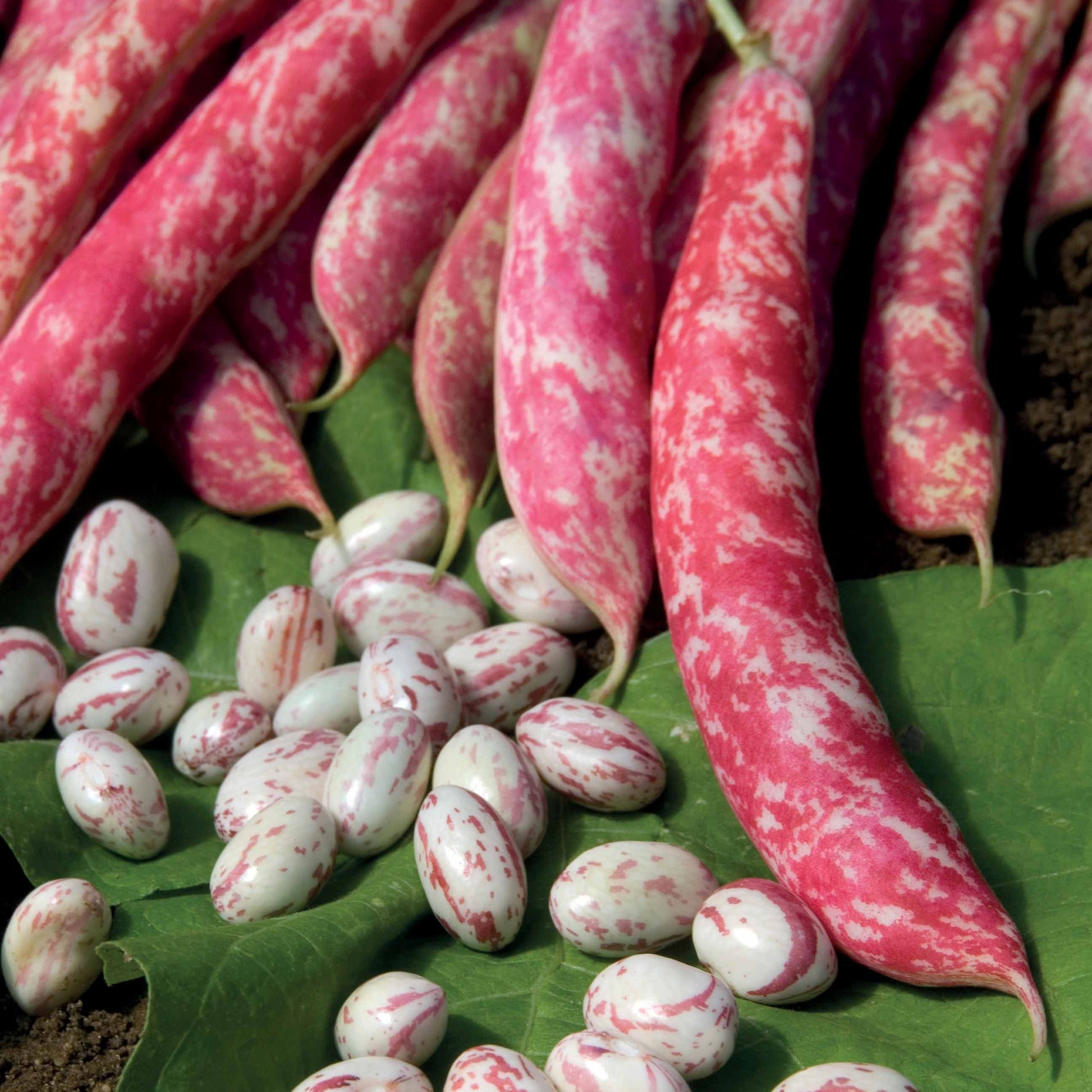 Buschbohne Flambo - Phaseolus vulgaris nain flambo (obtention clause) - Bakker