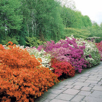 Japanische Azalee rot - Azalea japonica red - Bakker