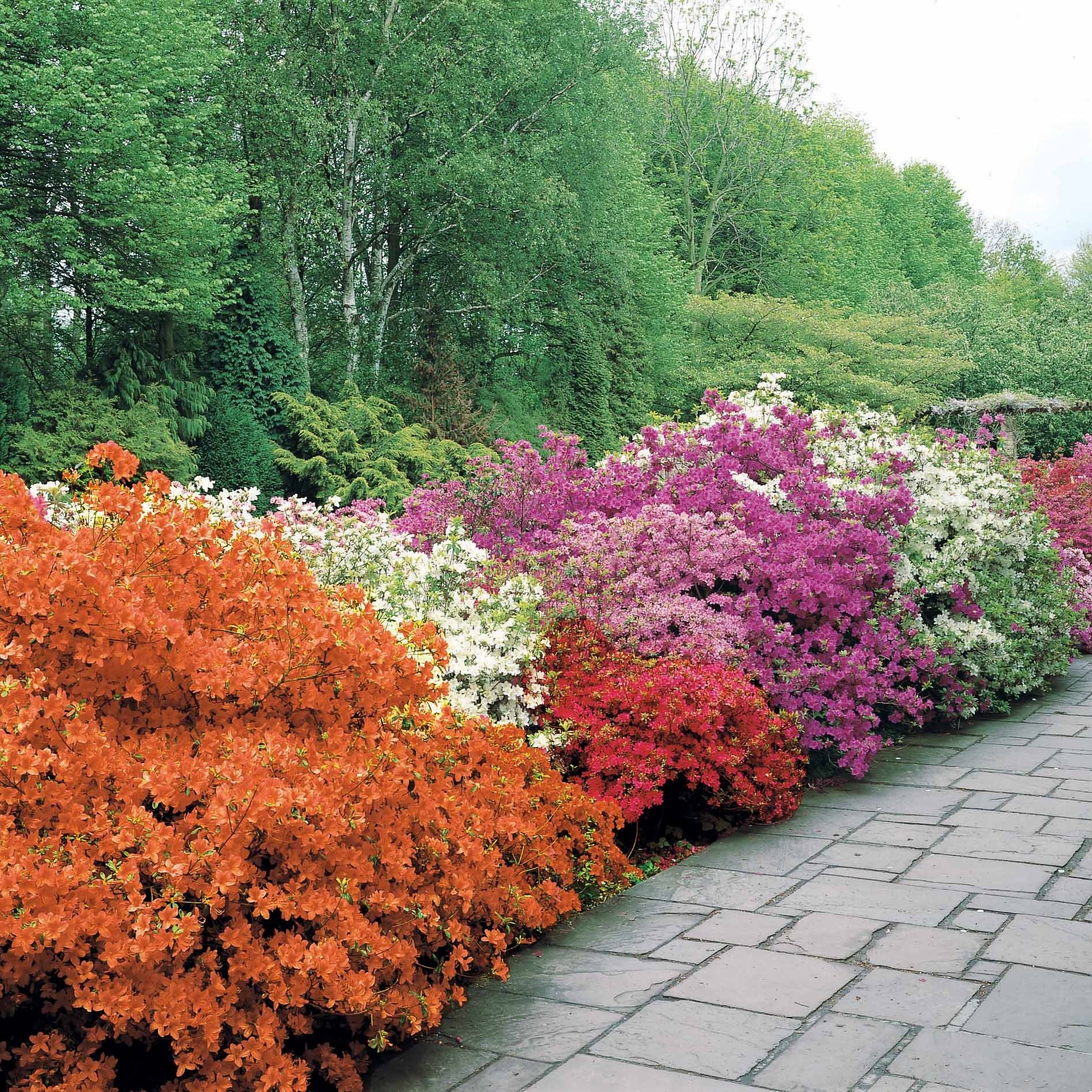 Japanische Azalee rot - Azalea japonica red - Bakker