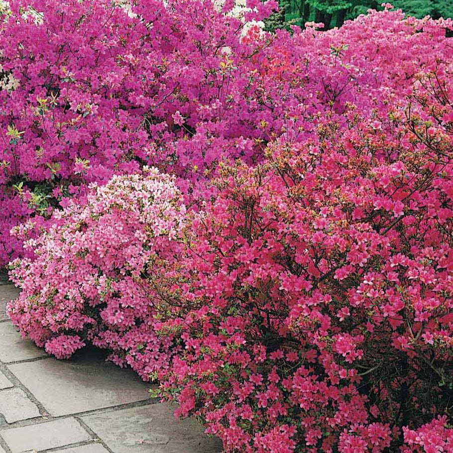 Japanische Azalee ‘Geisha Purple’ - Rhododendron (azalea japonica) Geisha Purple - Bakker