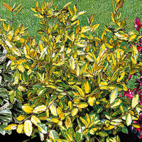 Silber-Ölweide ‘Maculata’ - Eleagnus pungens maculata - Bakker