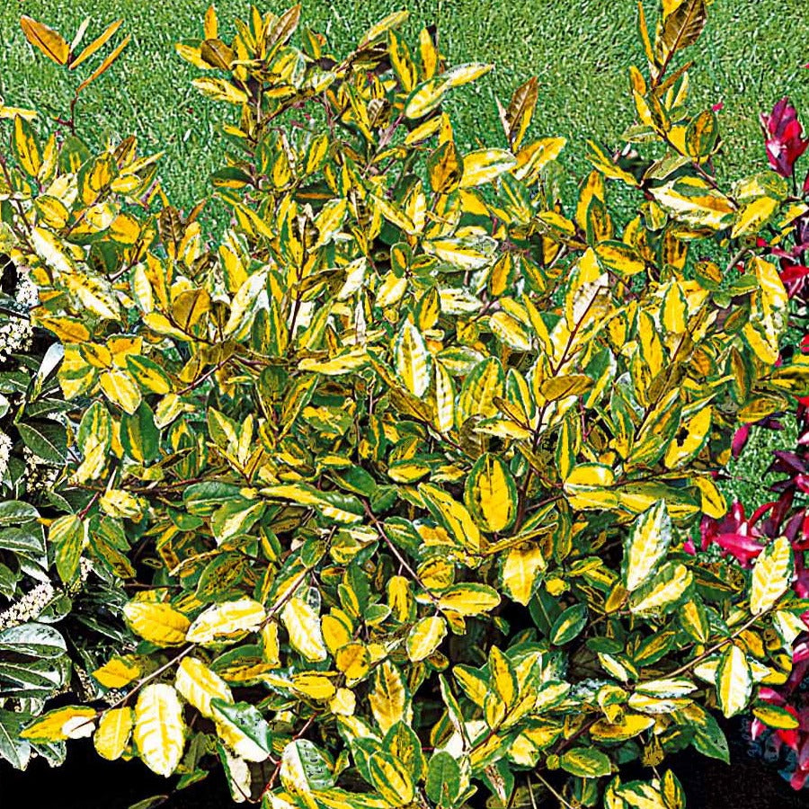 Silber-Ölweide ‘Maculata’ - Eleagnus pungens maculata - Bakker