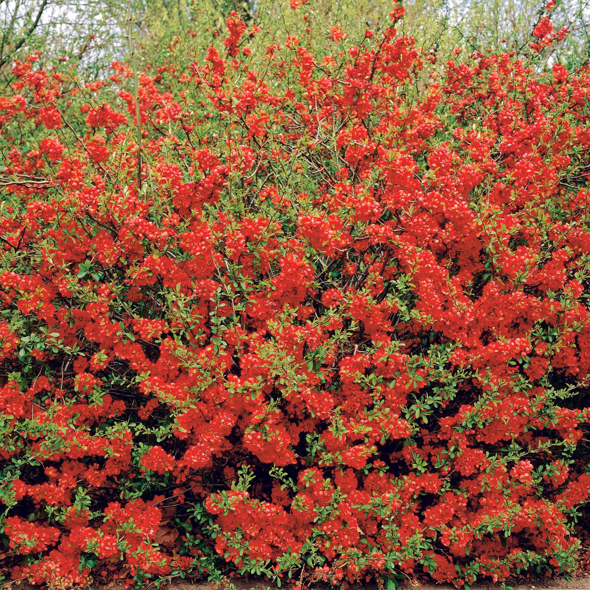 Chaenomeles japonica - Japanische Zierquitte - Blühende Sträucher