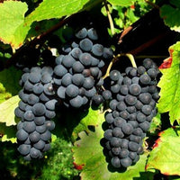 Weinrebe Pinot - Vitis vinifera pinot - Bakker