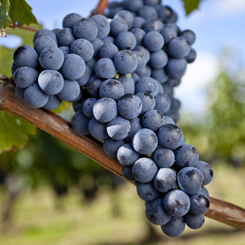 Weinrebe Merlot - Vitis vinifera merlot - Bakker