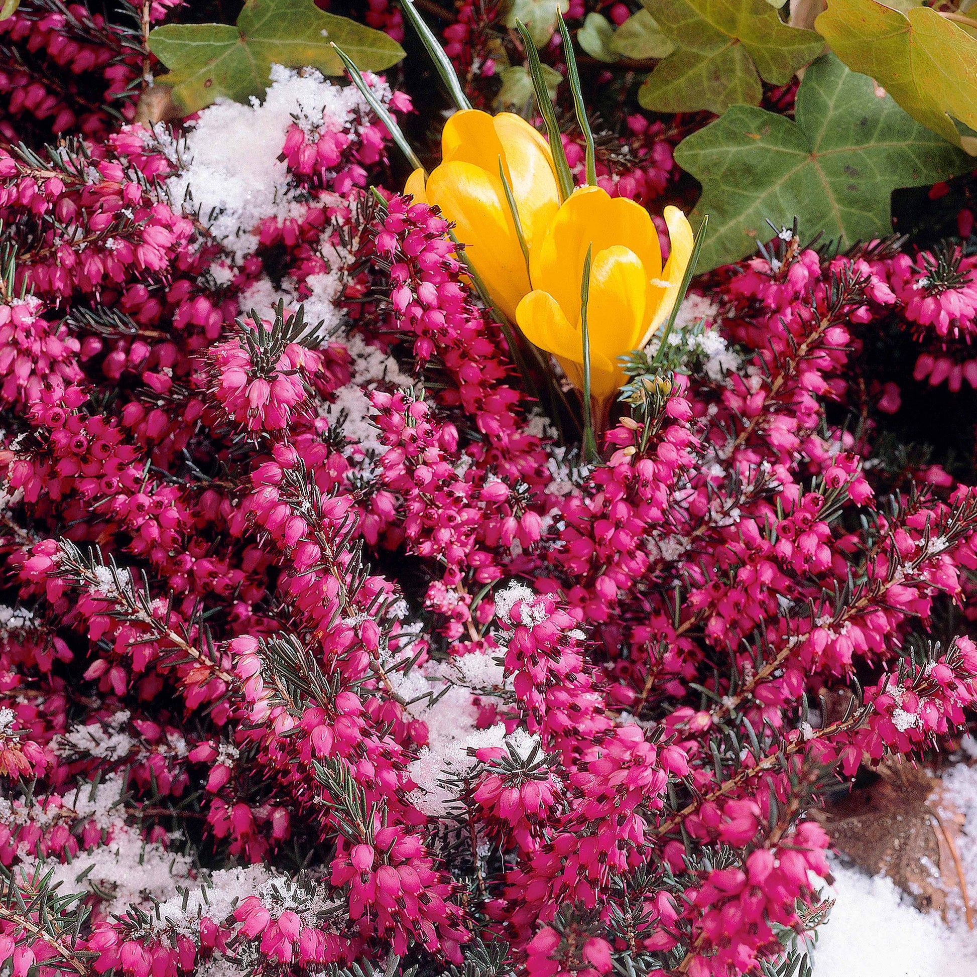 Winterheide ‘Lucie’ - Erica darleyensis Winter Belles ® Lucie - Bakker