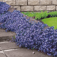 Hängepolster-Glockenblume - Campanula poscharskyana - Bakker